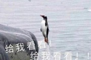 娱乐吃瓜君王鸥,娱乐圈的“吃瓜”女王，揭秘幕后故事